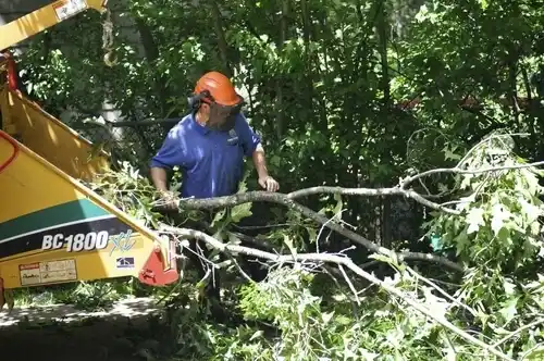tree services Baltic